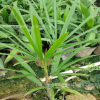 常綠細葉棕竹即可作小盆栽亦可作地被 基地批發多種綠植營養杯苗
