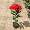 泰國龍船花樓盤地被苗大王龍泉花進口龍船花中山基地直銷