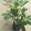 花廠批發鴨腳木 觀葉綠植鵝掌柴 八方來財綠植袋苗花卉