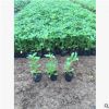廠家直銷蟛蜞菊 護坡植物路邊菊蘭葉 雙枝蟛蜞菊