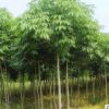 苗木基地直桿七葉樹 園林綠化七葉樹苗 風景工程苗七葉樹苗批發