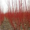 批發紅瑞木綠化苗 觀賞價值高 庭院工程 耐寒植物 園林綠化植物