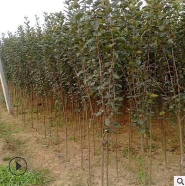 木瓜海棠樹苗 園林綠化庭院種植行道苗 基地直銷木瓜海棠批發