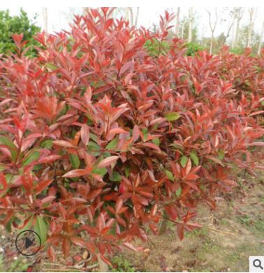 基地直銷紅葉石楠苗 工程綠化籬笆彩色小苗 紅葉石楠床苗批發