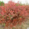 基地直銷紅葉石楠苗 工程綠化籬笆彩色小苗 紅葉石楠床苗批發