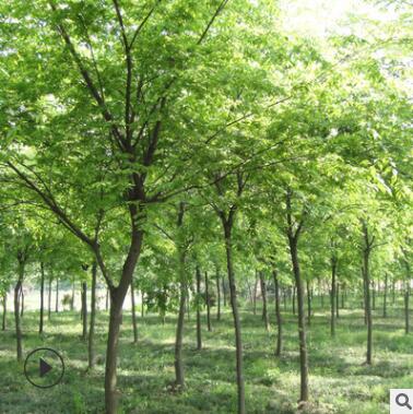 精品櫸樹樹苗批發 工程綠化苗木街道庭蔭風景樹