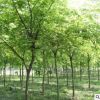 精品櫸樹樹苗批發 工程綠化苗木街道庭蔭風景樹