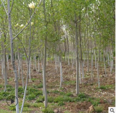 直銷紫玉蘭樹苗 工程綠化園林觀賞行道樹 玉蘭花批發