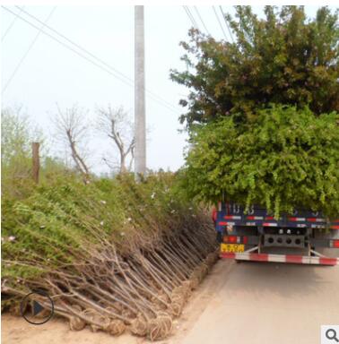 櫻花苗批發 日本櫻花樹苗 嫁接櫻花樹苗 晚櫻苗地栽櫻花綠化小苗