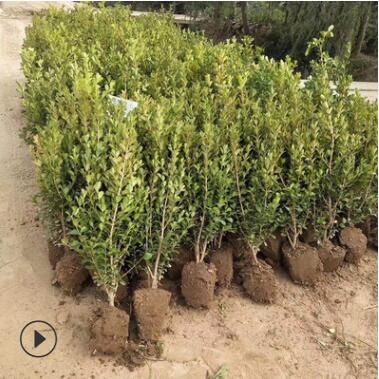 瓜子黃楊苗批發 庭院綠籬小葉黃楊苗 彩色綠化苗木黃楊苗