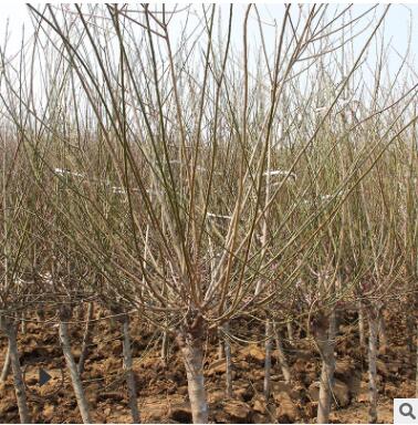 批發紅綠梅 紅梅苗樹苗 庭院園林綠化 基地直銷紅梅綠梅花