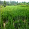 批發蜀檜小苗 蜀檜球 高速公路中央隔離帶蜀檜球規格齊全量大優惠