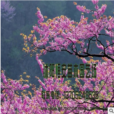 苗圃批發獨桿紫荊 紫荊樹 巨紫荊小苗品種齊全巨紫荊 紫荊樹苗