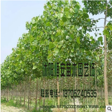 銷售批發速生楊樹綠化工程 速生楊樹 行道風景樹 白楊樹綠化