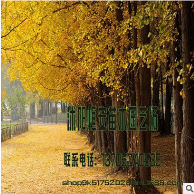 苗圃直銷批發 銀杏樹苗 綠化苗木 嫁接銀杏 行道樹 量大價優