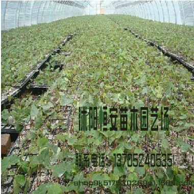 大量批發紅楓樹 綠化工程 美國紅楓 日本紅楓 品種全 規格全