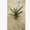 小蚌蘭 紫背萬年青 室內小盆栽