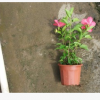 進口朱槿高30-35cm盆苗扶桑粉花黃花紅花中山基地直銷
