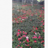 中山花木基地供應西洋杜鵑袋苗 比利時杜鵑