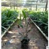 廠家直銷棕竹小袋苗高50-60cm綠植地被耐陰苗木大葉棕竹