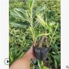 花葉良姜高25-30cm多株壯苗優質地被工程苗中山基地批發