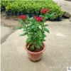 盆栽花卉五星花高30-35cm繁星花基地直銷