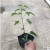 花廠直銷爬藤植物炮仗花 苗長25-35cm帶土發貨
