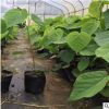花廠直銷小盆栽非洲芙蓉即可多花風景樹也可作行道樹帶土發貨