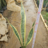 室內凈化空氣吸甲醛綠色植物金邊虎皮蘭
