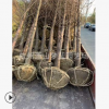 水杉 土球好 冠幅好 優質 精品苗 蕭山 園林 綠化 苗木