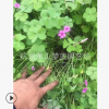 紅花醡漿草 紫葉  優質苗 成活 高 園林 綠化 苗圃