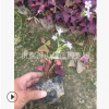 紫葉炸醬草 杯苗 袋苗品種 規格 齊全 優質 精品苗