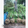 香樟土球好 冠幅好 精品苗 綠化 工程 喬木蕭山苗圃