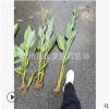 水生美人蕉 黃花 紫葉 品種 規格 齊全 各種 園林 工程 綠化苗