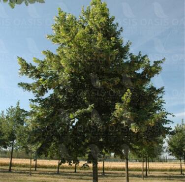 歐洲大葉椴‘奧勒布勞