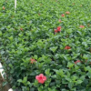 大紅花 園林苗木基地