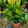 四季開花植物龍船花　孤植例植叢植皆可龍船花　景觀極高龍船花