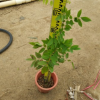 孤植片植皆可紫藤花 攀援植物紫藤苗