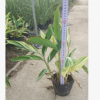 片植群植皆可花葉良姜 觀賞極效花葉艷山姜