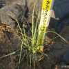 斑葉芒 觀賞草 中山廣州深圳苗木基地批發