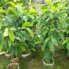 白蘭苗 中山苗木基地批發