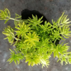 花廠直銷金葉佛甲草 樓頂隔熱綠化花木佛甲草 單棵佛甲草