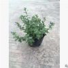 盆栽藍雪花 全年開花盆栽易種植植物藍雪花