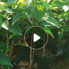 棚架墻體綠化紫花盆栽蒜香藤 園林攀援苗木批發