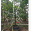 全冠移植桂木樹 大葉胭脂 庭院觀葉常綠風景樹 狗果樹
