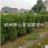 塔柏 檜柏 高度50-300公分 品種 規格 齊全 造型好 精品苗 苗圃