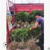 無齒枸骨球 30-250公分都有 土球好 冠幅好 精品球 園林 綠化苗