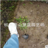 金禾女貞 小杯苗 高度20-50高度 苗木好 根系旺 成活率高 蕭山苗