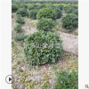 茶梅球 30-250 公分 品種 規格 齊全 土球好 冠幅好 園林 綠化苗