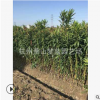夾竹桃 高度50-200公分 各種 規格 苗木 齊全 蕭山 園林苗木 直銷